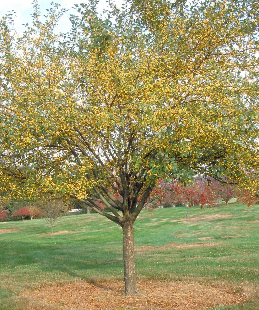 Mature Harvest Gold Crabapple planted in the landscape showing the yellow berries and small green leaves