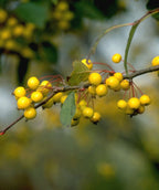 Close up of the Harvest Gold bright yellow berries and red stems