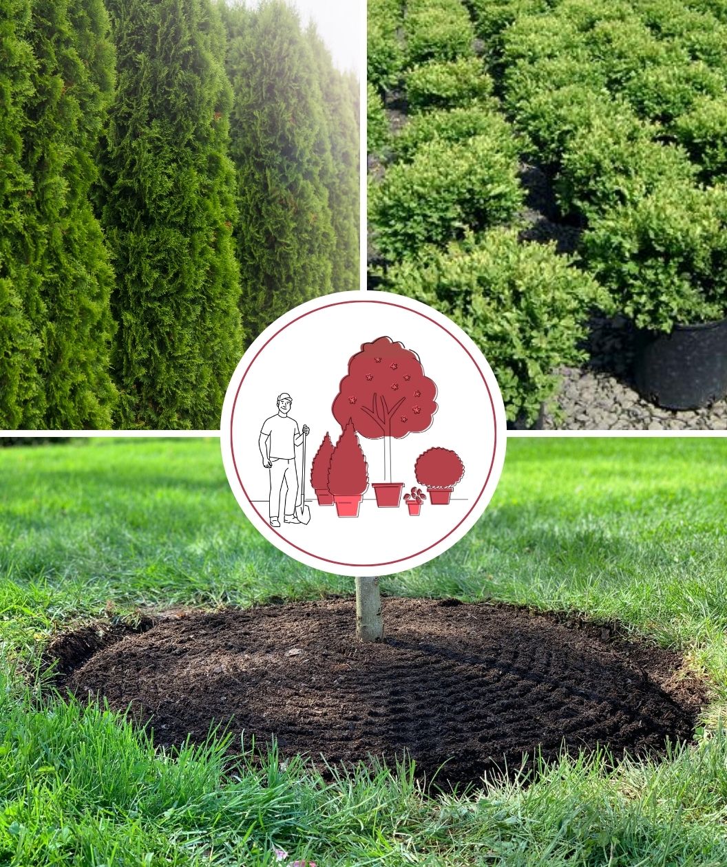 Green Glove Planting Services - Hedge Bundle of (6) 2XL Arborvitae/Evergreens