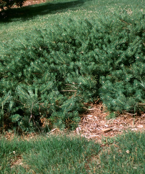 Hillside Creeper Scots Pine groundcover with low, spreading blue-green needles in a sunny landscape bed