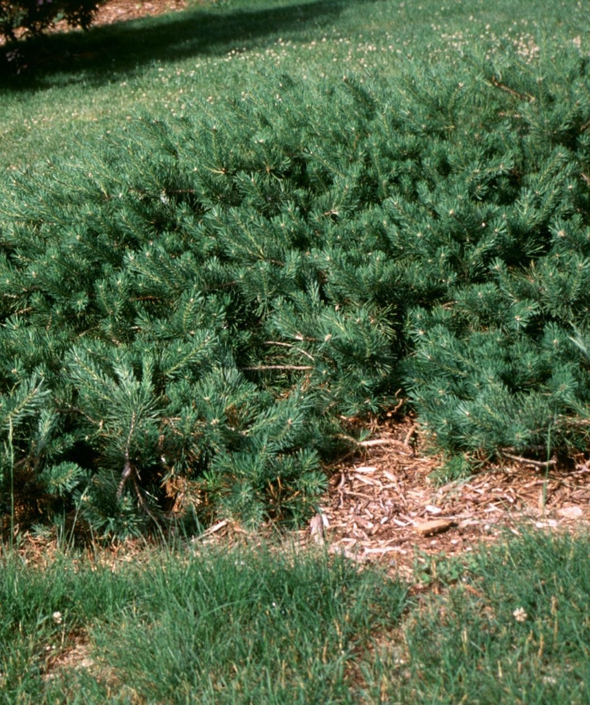 Hillside Creeper Scotch Pine | Bower & Branch