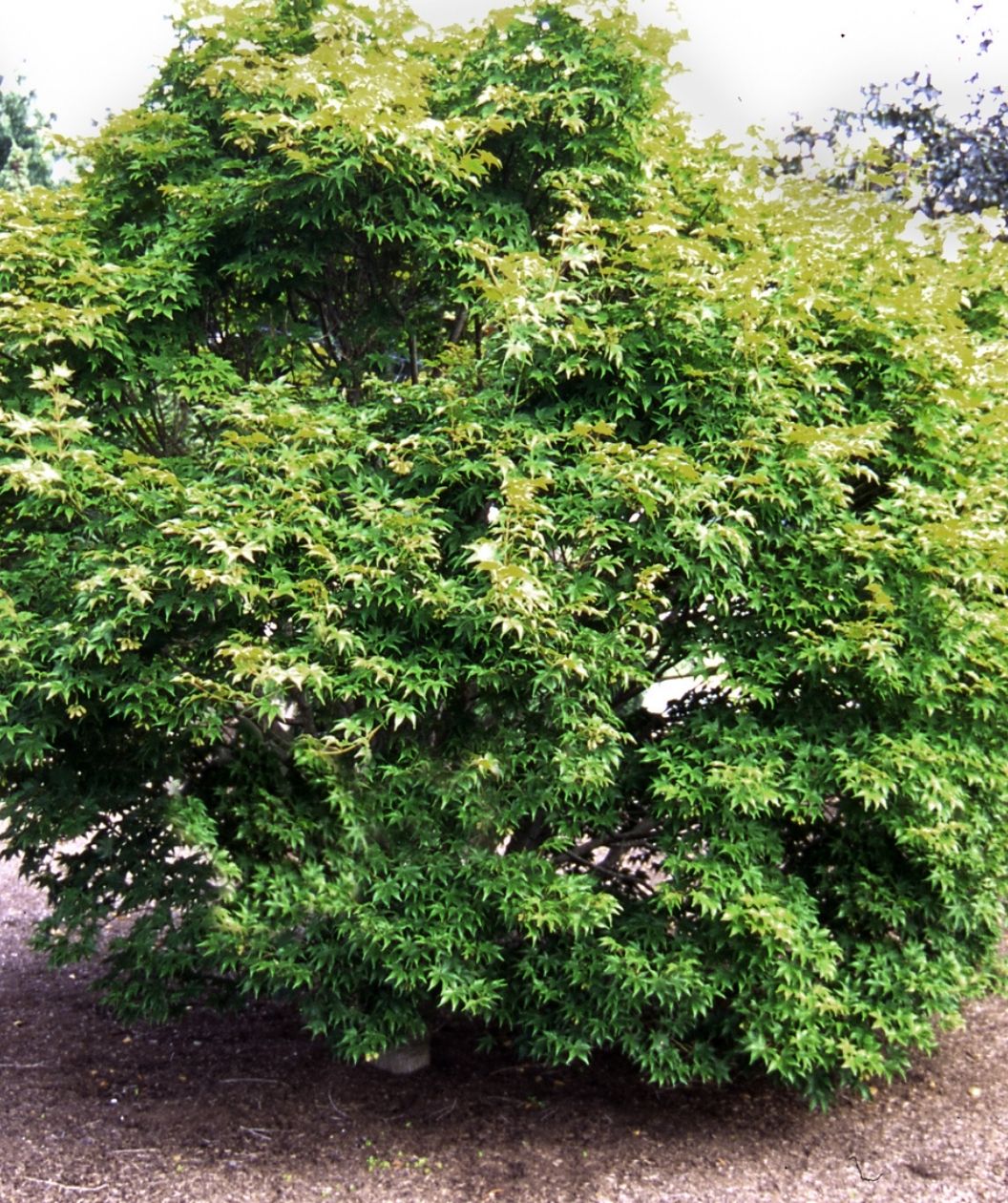 Hogyoku Japanese Maple