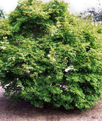Hogyoku Japanese Maple with a dense upright form and fresh green foliage with bronze-tinted new growth