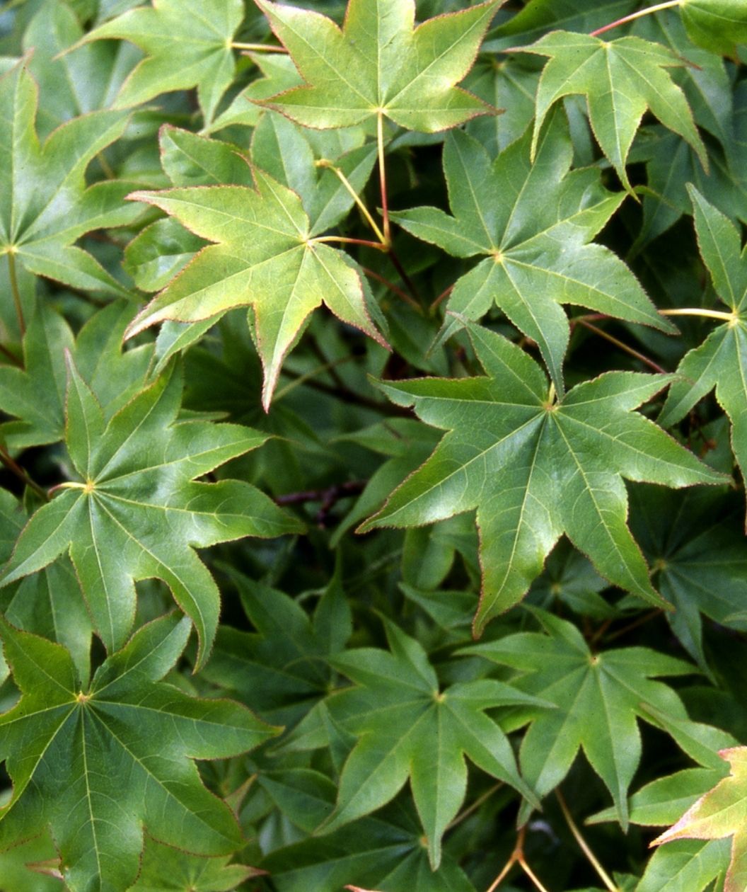 Hogyoku Japanese Maple foliage with fresh green star-shaped leaves in close view