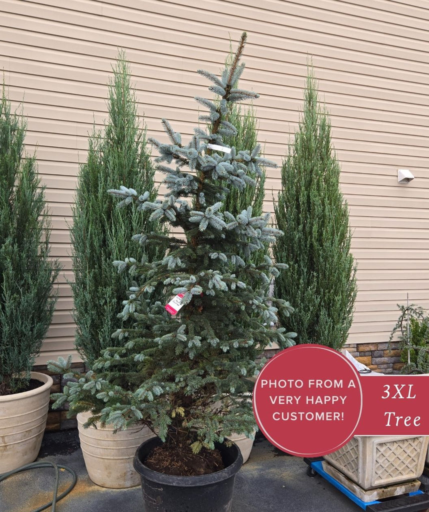 Hoopsii Colorado Spruce | Bower & Branch