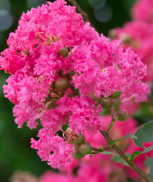 Close up of the Hopi Crape Myrtle tree bright pink blooms