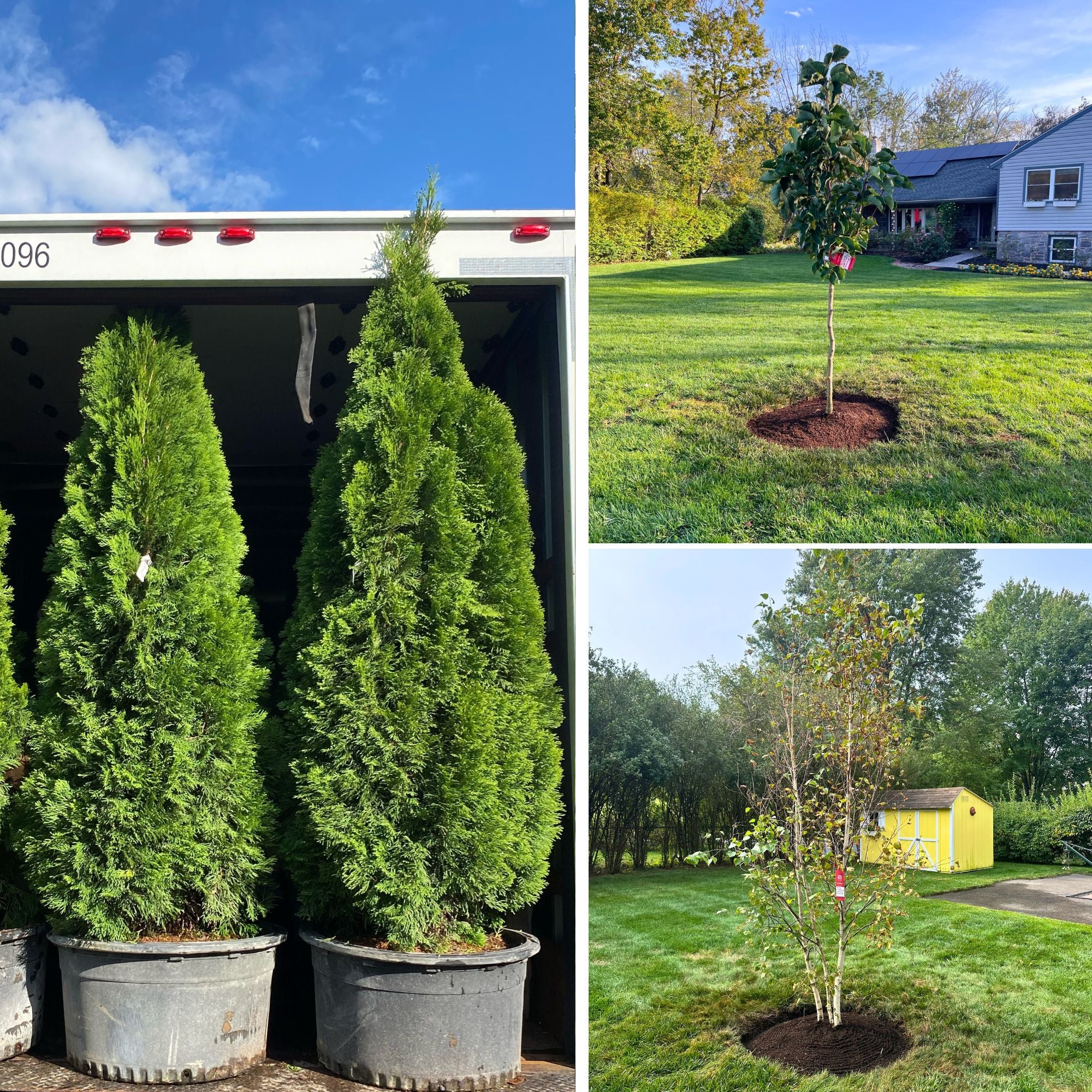 Big Trees & Privacy Hedges Delivered