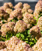 A closeup of the large flower clusters of the Limelight Hydrangea as they begin to transition from pure white to dusky pink fall blooms.