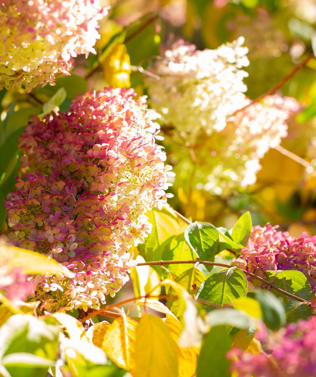 A closeup of the large flower clusters of the Limelight Hydrangea as they begin to transition from pure white to dusky pink fall blooms and yellow fall color.
