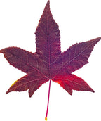 A single, dark red fall colored leaf belonging to the Worplesdon Sweetgum on a white background
