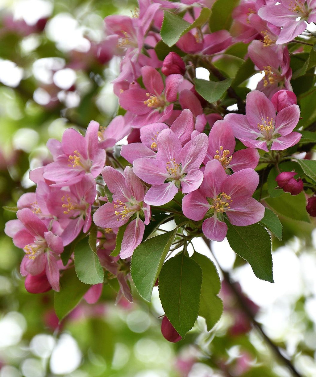A closeup of the vividly bright pink, five petaled flowers of the Pink Princess Flowering Crabapple against the bright green, oval-shaped leaves
