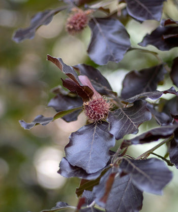 A closeup of the vividly dark purple, almost black foliage of the Rivers European Beech with a dark pink beech nut beginning to form