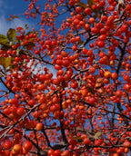A closeup of the bright red-orange crabapples on the branches of an Indian Magic Flowering Crabapple against a bright blue sky.