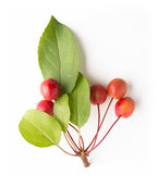 A cutting of the bright green, oval-shaped foliage and the bright red to orange crabapples of the Indian Magic Crabapple tree on a white background.