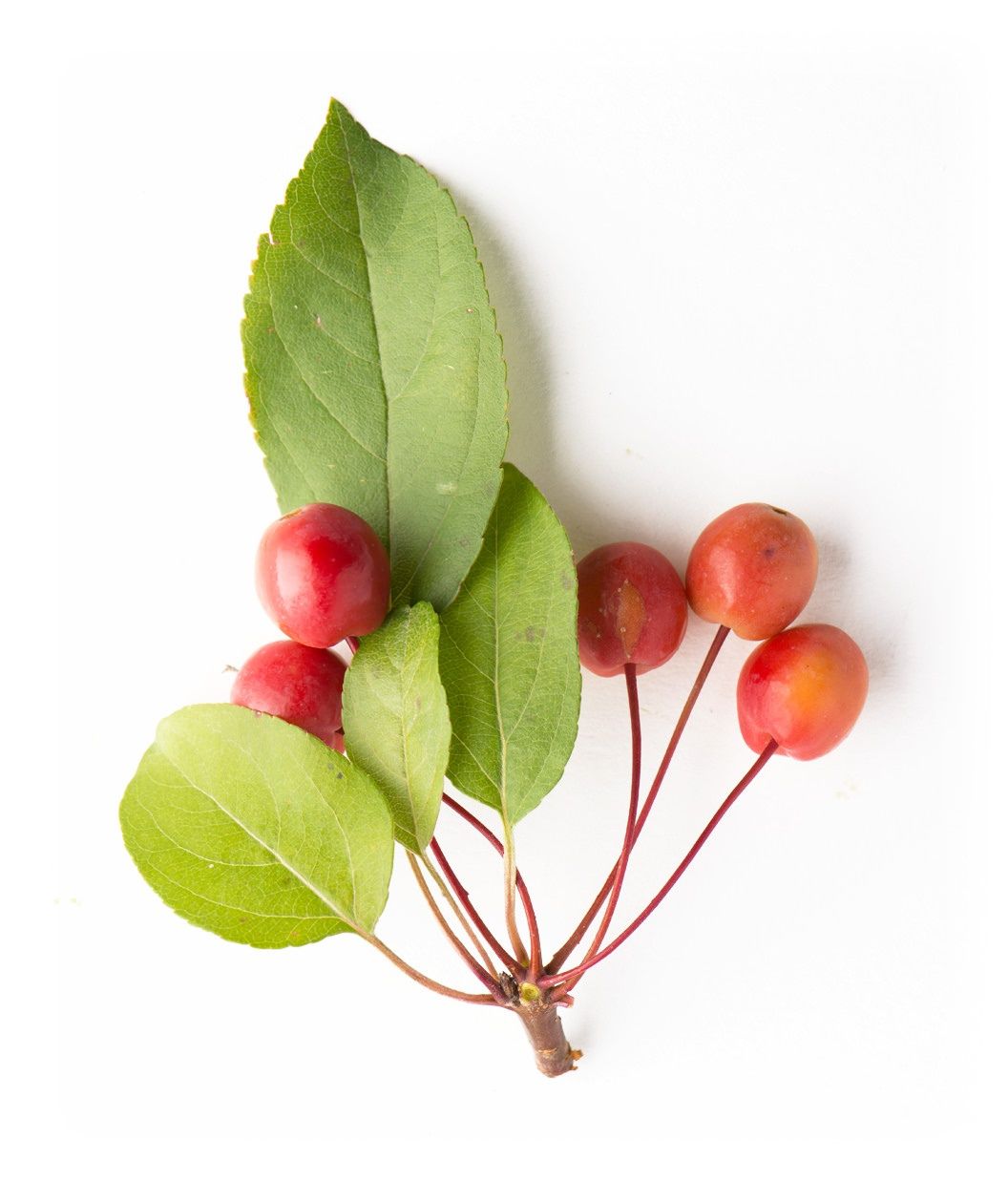 A cutting of the bright green, oval-shaped foliage and the bright red to orange crabapples of the Indian Magic Crabapple tree on a white background.