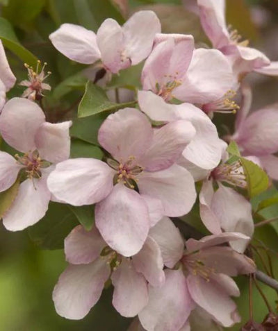 A closeup of the light pink to white, five-petaled blooms on the branches of the Indian Magic Flowing Crabapple against the light green foliage.