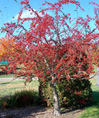 The Indian Summer Flowering Crabapple planted in a landscape in fall, covered in the bright red-orange crabapples