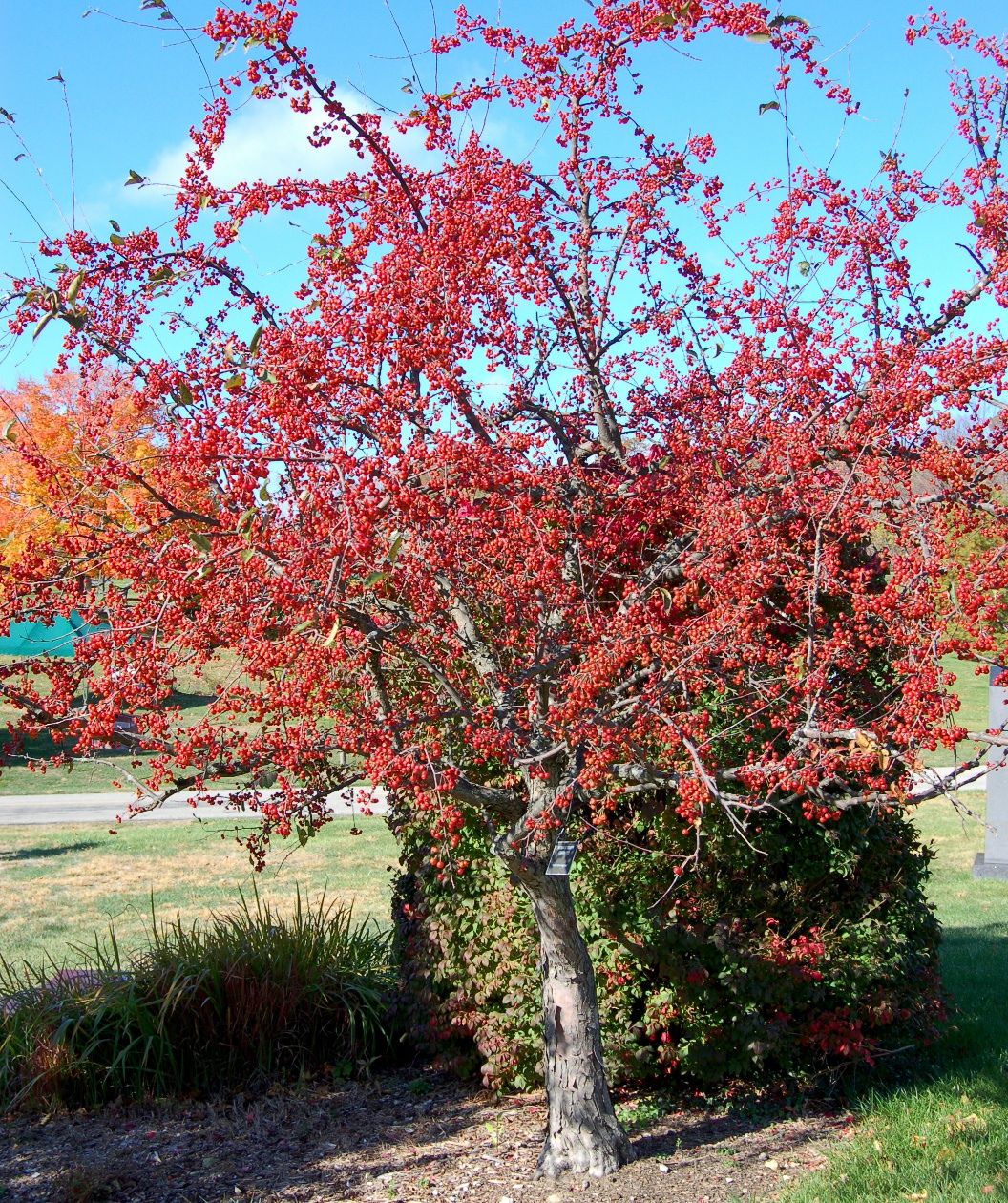 The Indian Summer Flowering Crabapple planted in a landscape in fall, covered in the bright red-orange crabapples