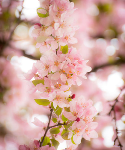 A closeup of the sweet pink, five-petaled flowers of the Indian Summer Flowering Crabapple against the bright green new foliage emerging