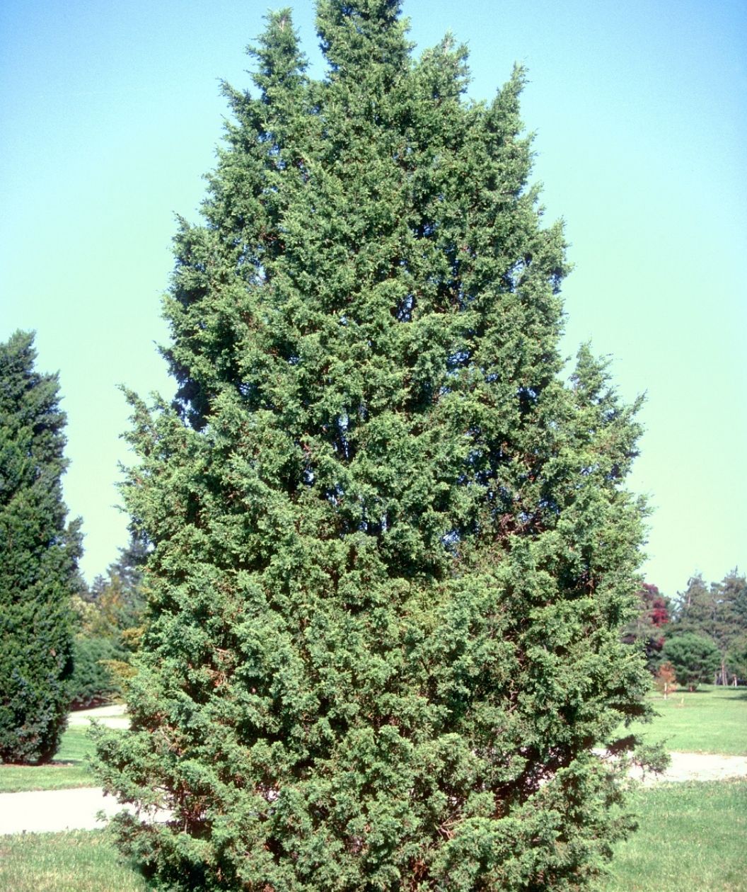 Iowa Chinese juniper with a dense, upright pyramidal shape and blue-green evergreen foliage, growing in an open lawn under a clear sky.