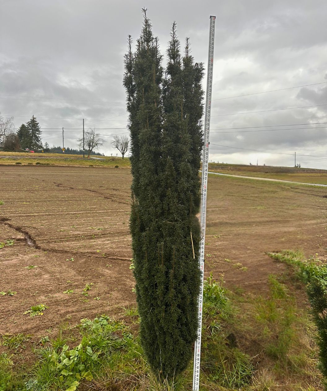 Mature Irish Yew Shrub Tree in the grower's field, up to 10 feet tall