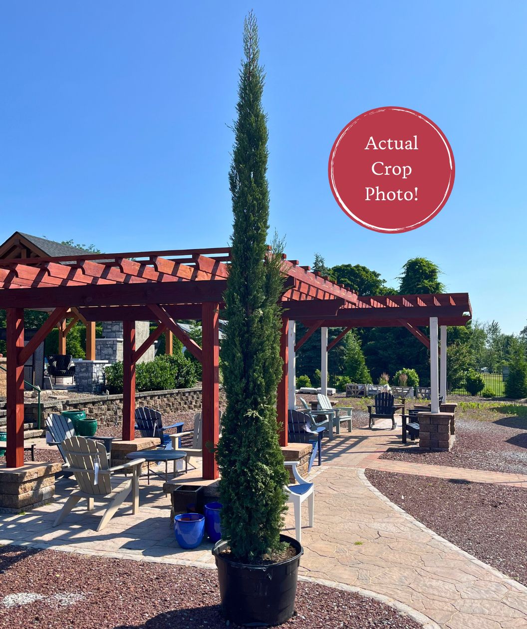 Blue Italian Cypress with Classic and sophisticated columnar shape; actual product photo