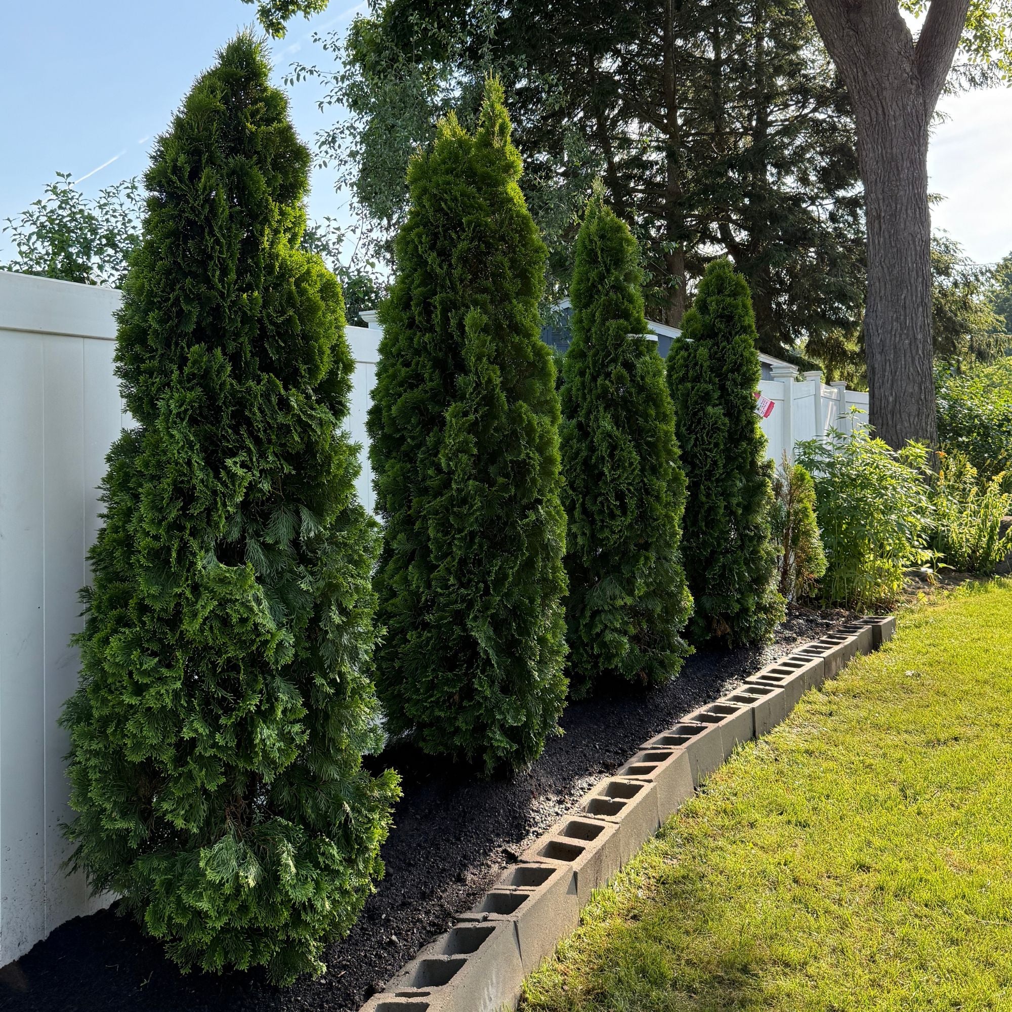 Jumbo arborvitae hedges planted and delivered by Bower & Branch