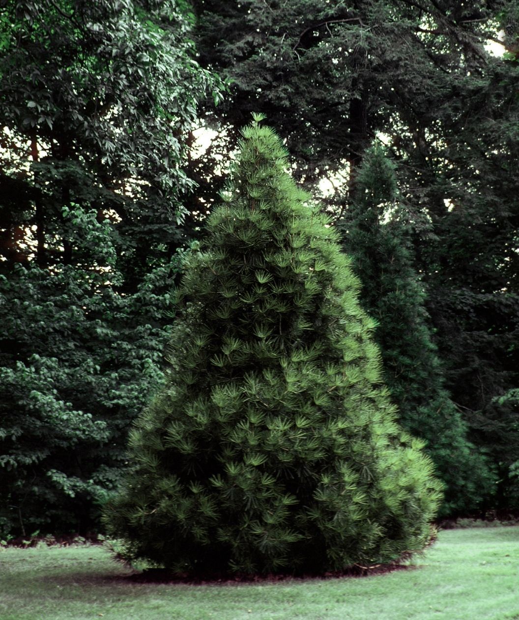 Japanese Umbrella Pine with a dense pyramidal evergreen form growing in a shaded garden lawn