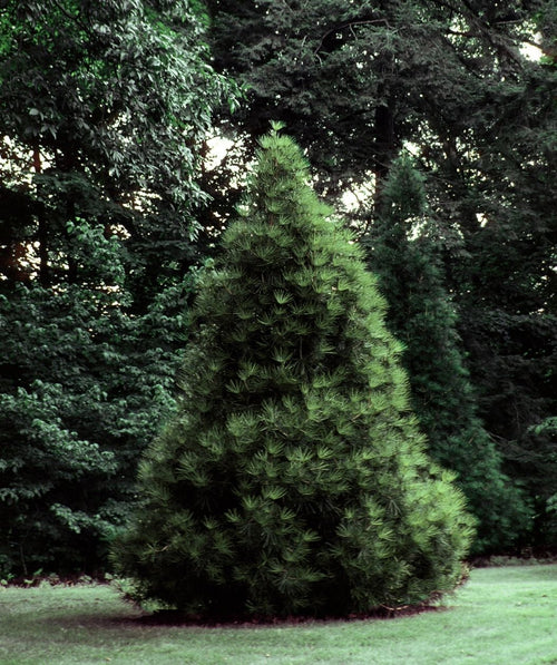 Japanese Umbrella Pine with a dense pyramidal evergreen form growing in a shaded garden lawn