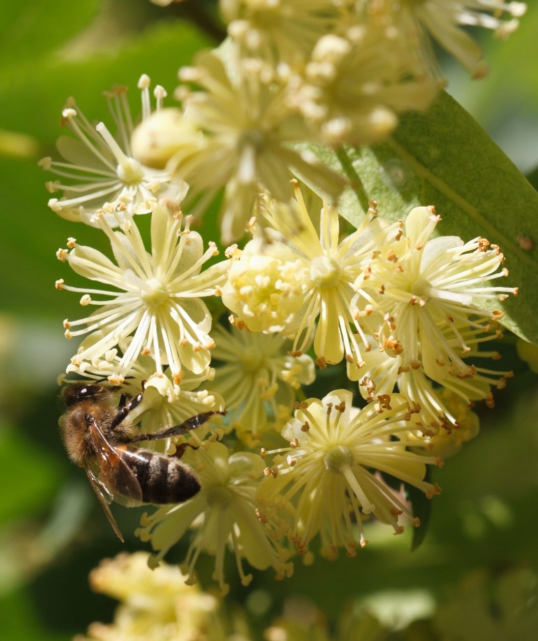 KC Bee Keeper American Linden