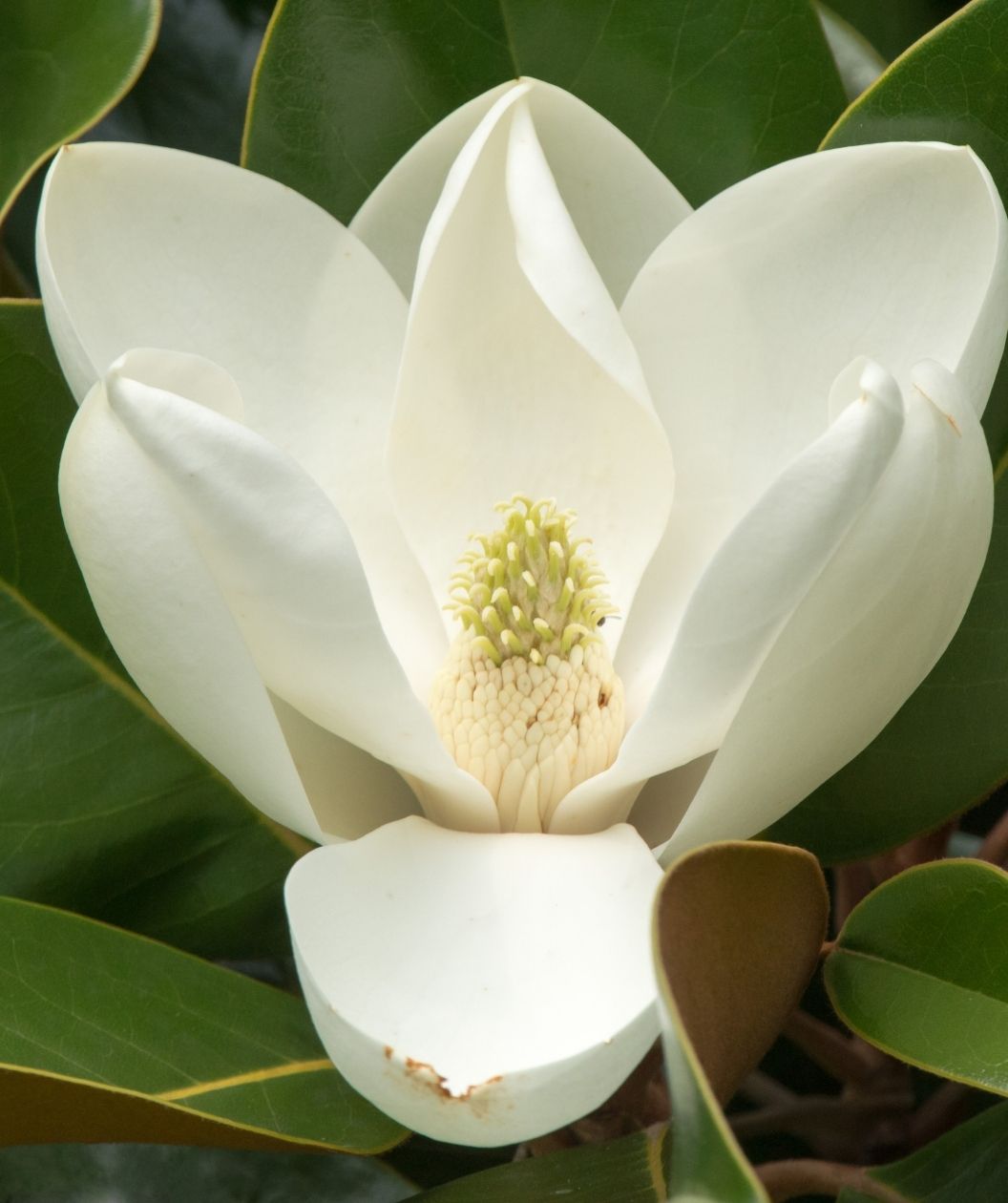 Kay Parris Southern Magnolia