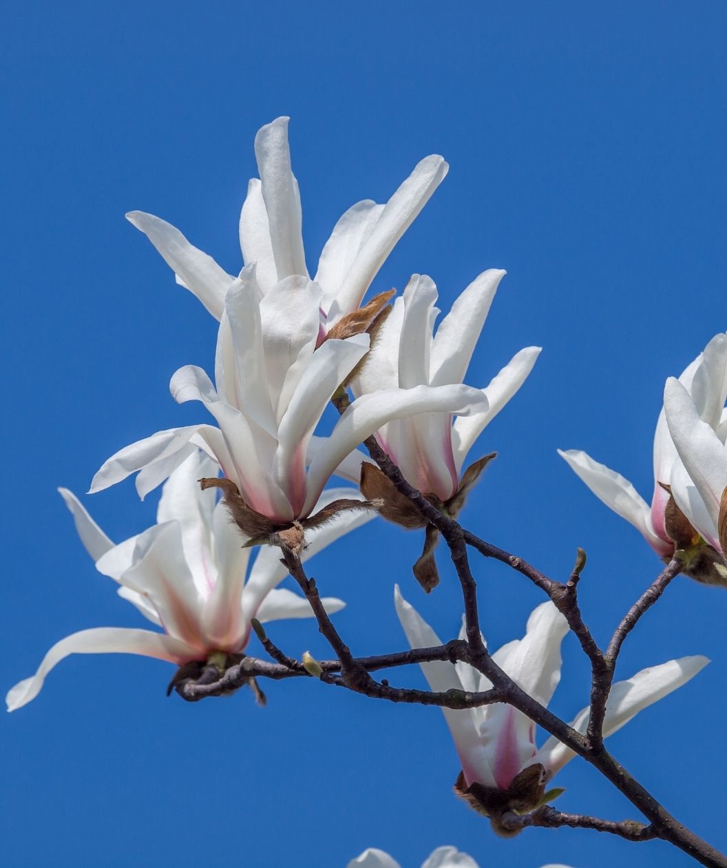 Close-up of Kikuzaki star magnolia flowers with narrow white petals and a blush of pink at the base, blooming on bare branches against a bright blue sky.