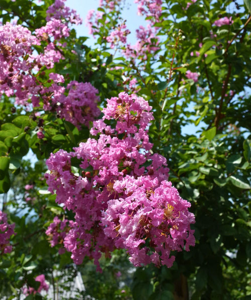 Sioux Crape Myrtle tree shining with large, bright pink blooms.
