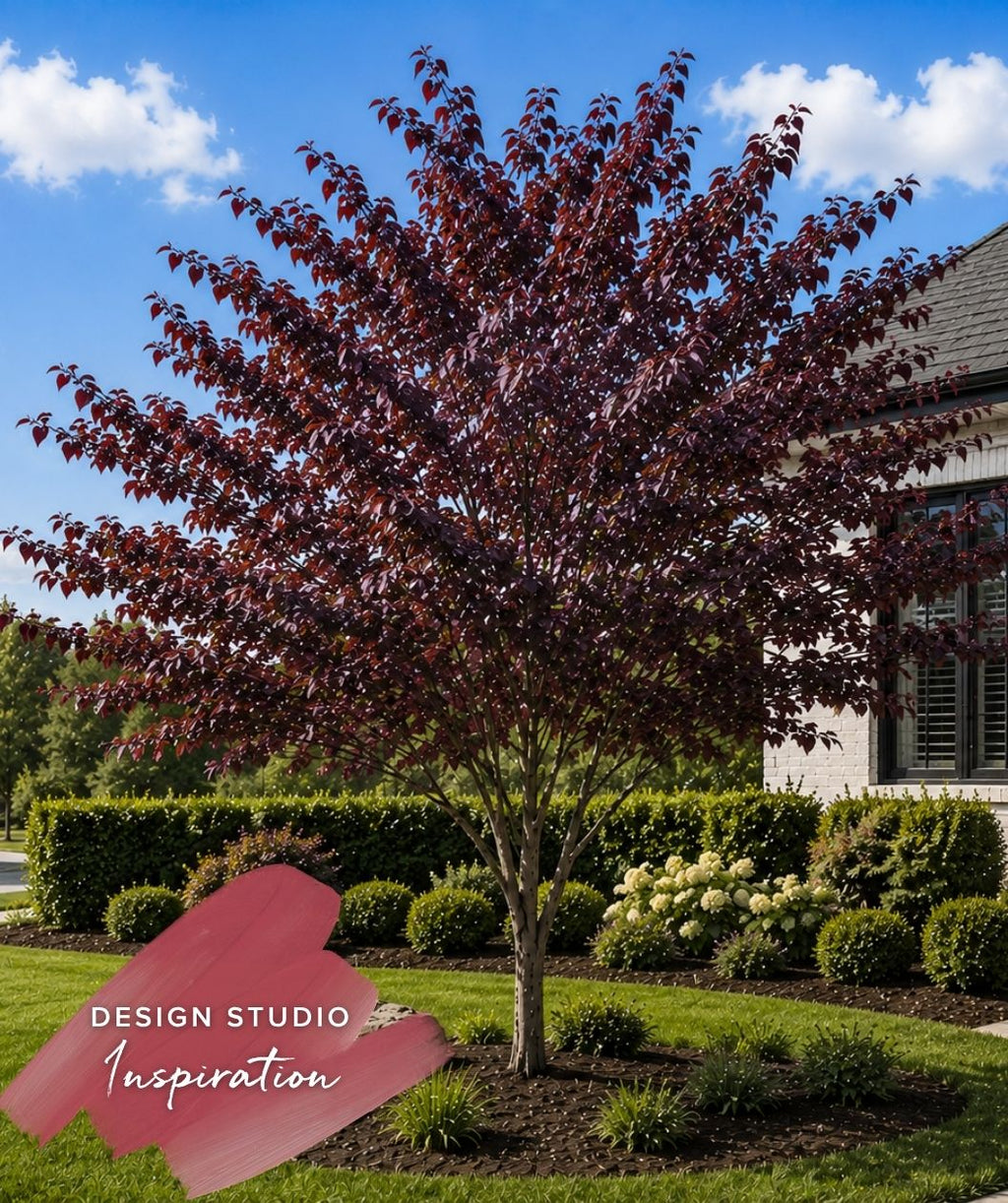 Landscape design sketch of Burgundy Heart Redbud Tree with purple-red leaves in a garden setting with a house in the background