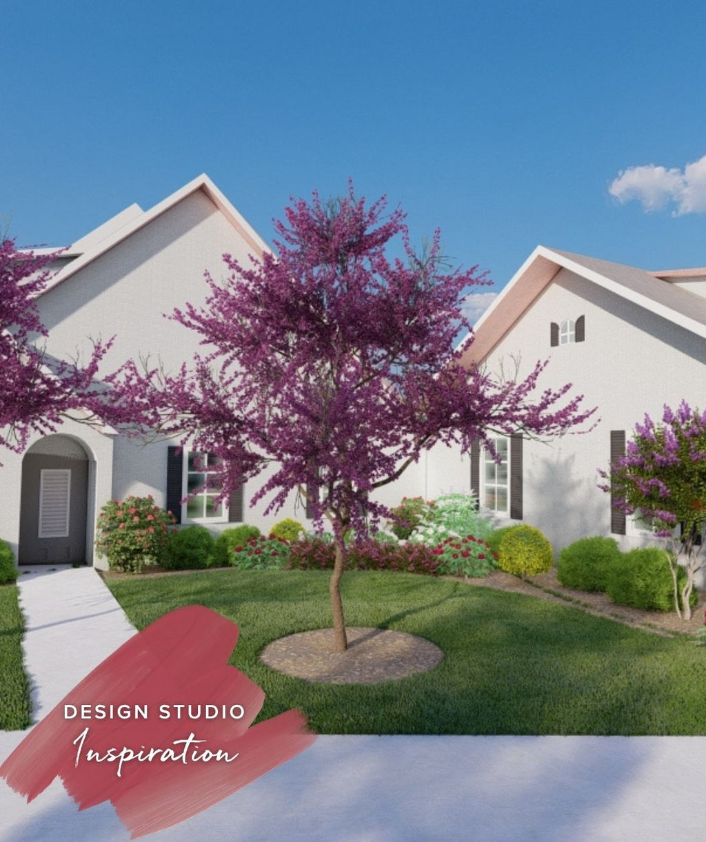 Eastern Redbud