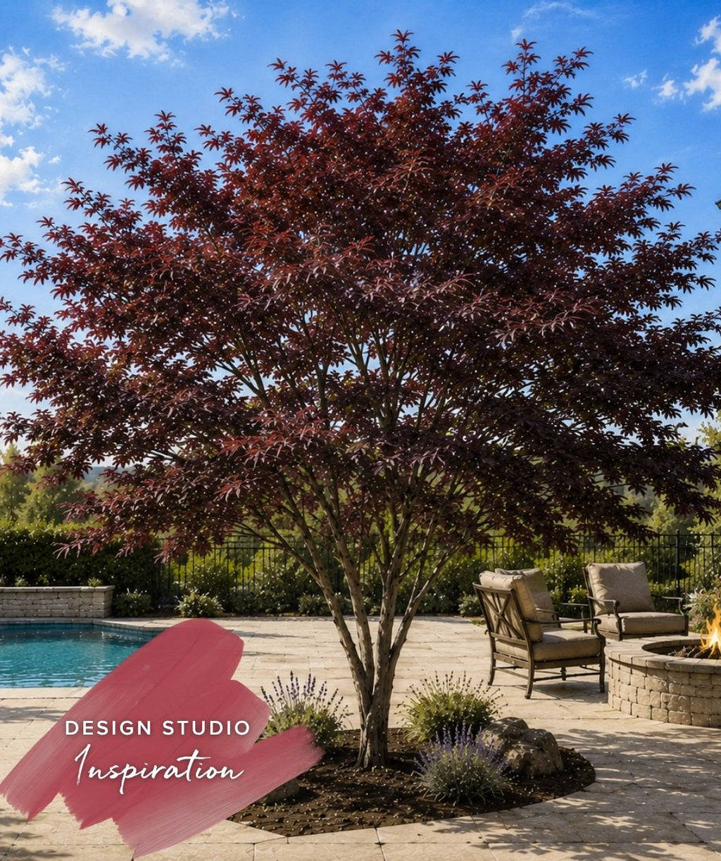 Bloodgood Japanese Maple