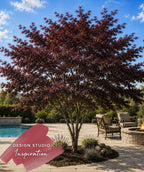 Bloodgood Japanese Maple