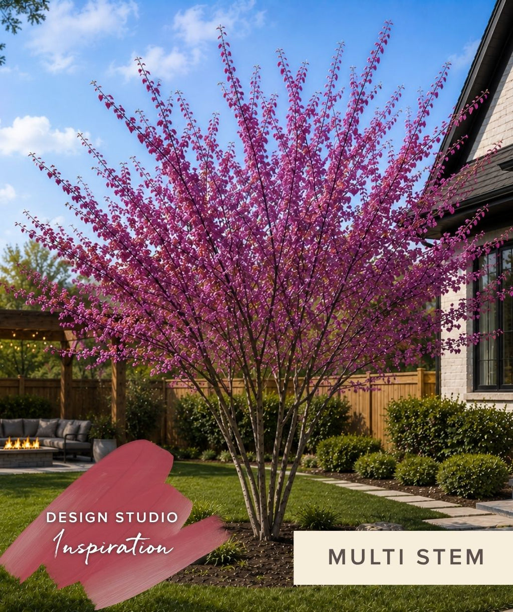 Eastern Redbud Multistem tree with pink blossoms in a garden setting with a house and outdoor furniture in the background.