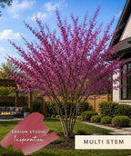 Eastern Redbud Multistem tree with pink blossoms in a garden setting with a house and outdoor furniture in the background.