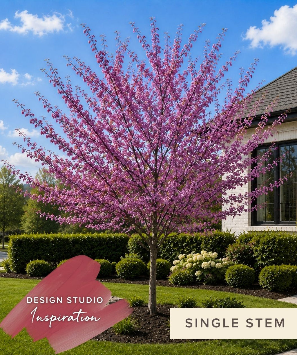 Landscape Sketch Eastern Redbud single stem Pink flowering tree in a garden with a house in the background