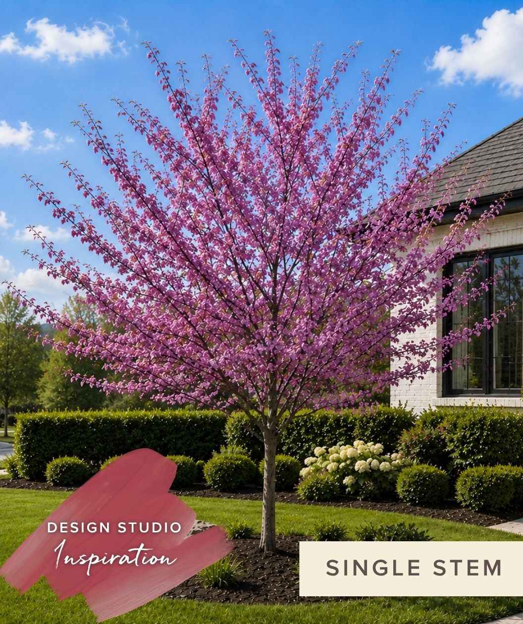 Landscape Sketch Eastern Redbud single stem Pink flowering tree in a garden with a house in the background