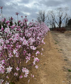 Row of Leonard Messel magnolia shrubs lined along a dirt path, covered in delicate pink star-shaped blooms under a cloudy spring sky.