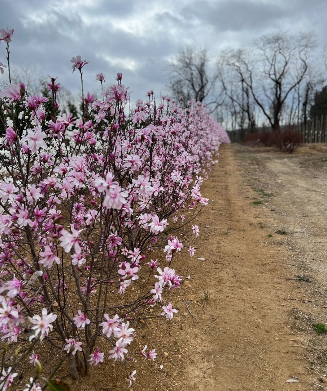 Row of Leonard Messel magnolia shrubs lined along a dirt path, covered in delicate pink star-shaped blooms under a cloudy spring sky.