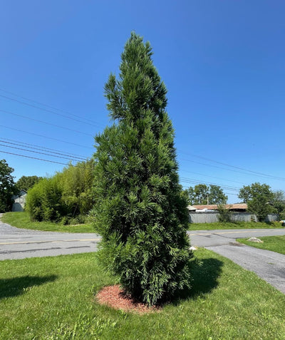 A tall Leyland Cypress planted in a landscape, covered in the dark green, fluffy evergreen needles