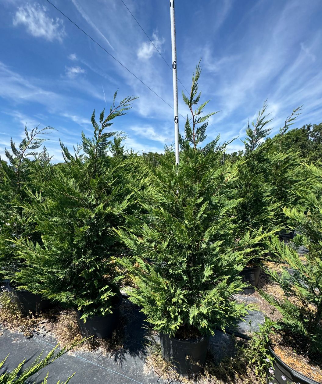 Mature Leyland Cypress in the grower's field