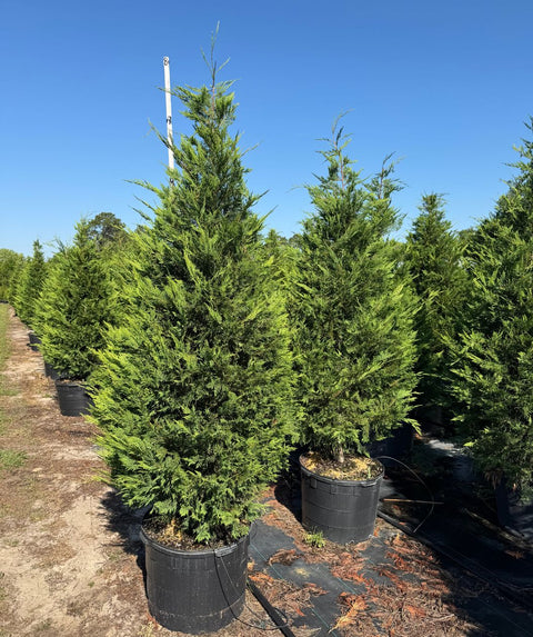 Leyland Cypress