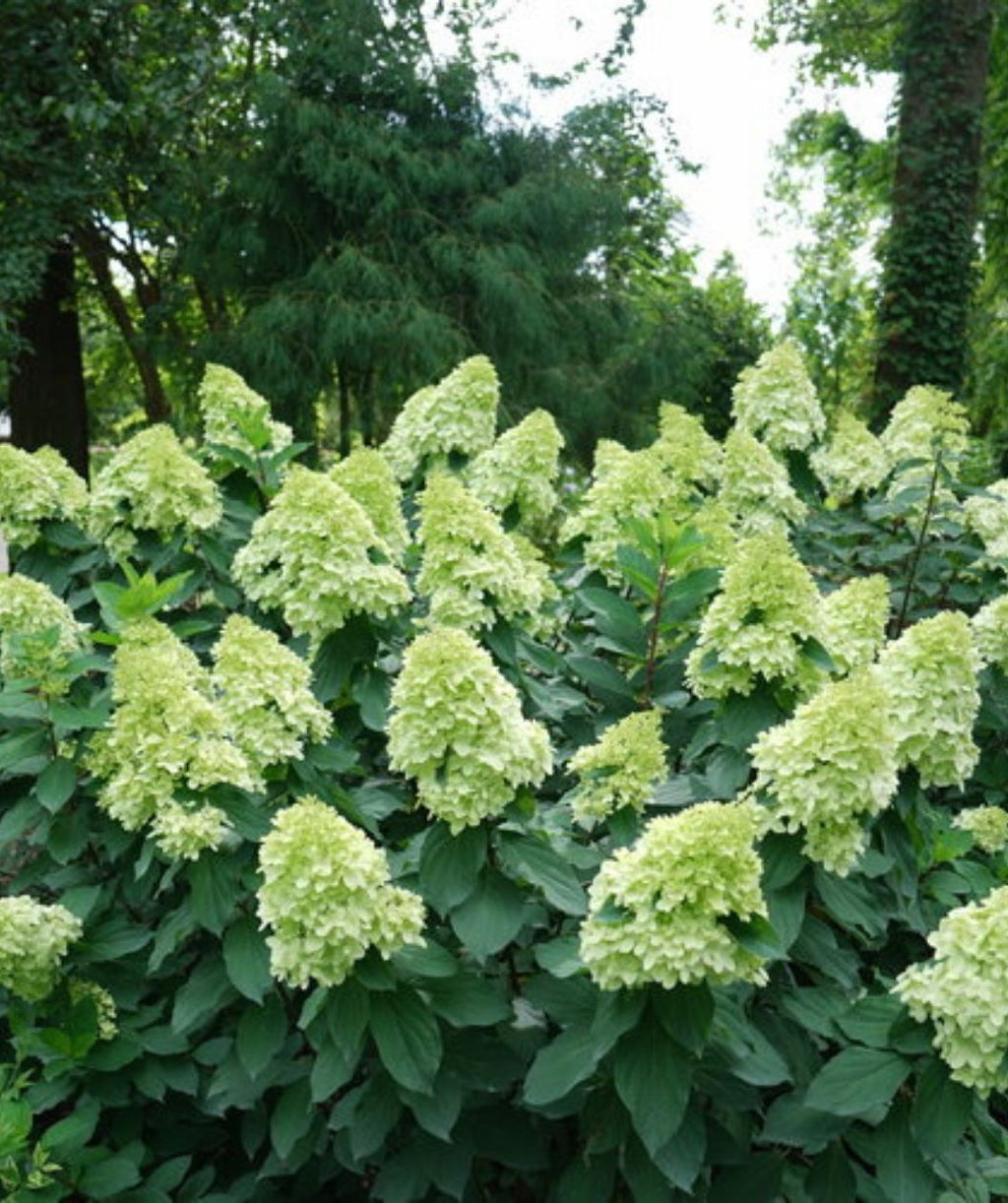 Limelight Prime Hydrangea shrubs covered in large lime-green cone-shaped blooms in a garden setting