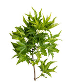 Lion's Head Japanese Maple branch with green curled leaves