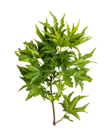 Lion's Head Japanese Maple branch with green curled leaves