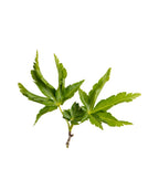 Green curled leaf of Lion's Head Japanese Maple tree